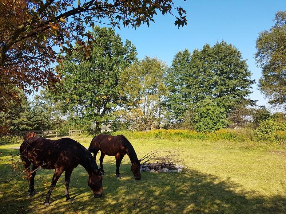 Agroturystyka Pod Modrzewiami Nowy Tomyśl Exteriör bild