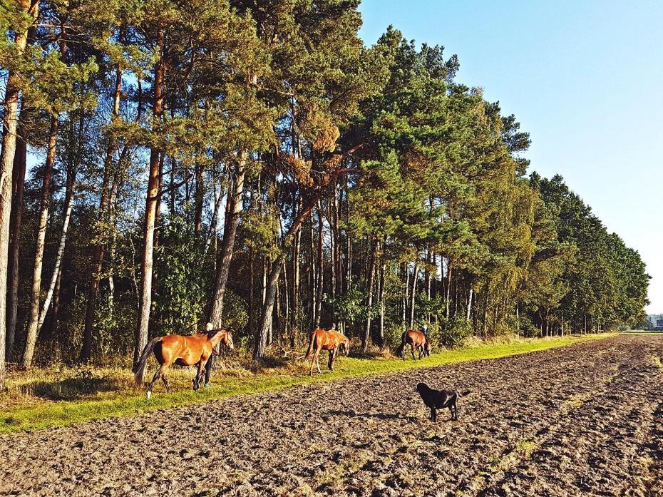 Agroturystyka Pod Modrzewiami Nowy Tomyśl Exteriör bild