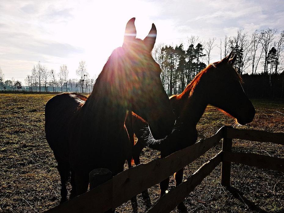 Agroturystyka Pod Modrzewiami Nowy Tomyśl Exteriör bild